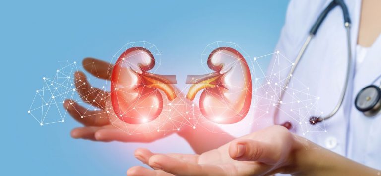 An illustration of kidneys hovering over a doctor's hands.
