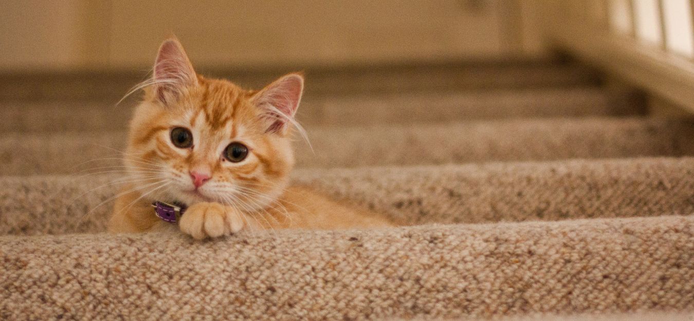An orange cat sitting on light brown carpeted stairs.